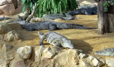 La Ferme aux Crocodiles